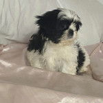 Un Shih Tzu au pelage bicolore, assis dans un canapé et regardant la caméra 