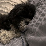 Un Shih Tzu au pelage bicolore, allongé dans un lit et ayant la tête posée sur un coussin