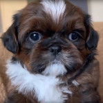 Un Shih Tzu au pelage tricolore, regardant la cam&eacute;ra