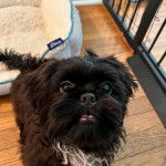 Un Shih Tzu au pelage bicolore, debout sur un plancher en bois et regardant la caméra 