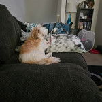 Un Shih Tzu au pelage bicolore, allongé dans un canapé et semblant détendu 