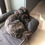 Un Shih Tzu au pelage bicolore, allongé sur son couchage et regardant la caméra