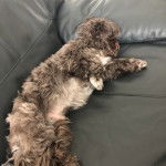 Un Shih Tzu au pelage bicolore, allongé sur un canapé et semblant endormi 