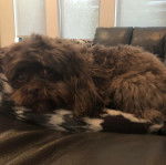 Un Shih Tzu au pelage marron, allongé dans un canapé et regardant la caméra 