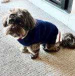 Un Shih Tzu au pelage bicolore, debout sur un tapis et portant un manteau pour chien 
