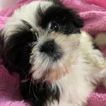 Un Shih Tzu au pelage tricolore, regardant la caméra de haut 