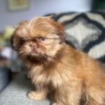 Un Shih Tzu au pelage tricolore, assis dans un canapé et regardant la caméra