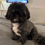 Un Shih Tzu au pelage tricolore, assis sur un lit et regardant la caméra 