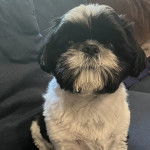 Un Shih Tzu au pelage tricolore, assis sur un canapé et regardant la caméra 