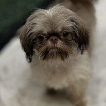 Un Shih Tzu au pelage bicolore, debout sur ses quatre pattes et regardant la caméra