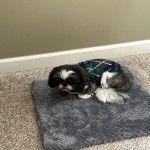 Un Shih Tzu allongé sur un tapis, portant un habit et regardant la caméra  