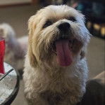 Un Shih Tzu au pelage , regardant vers la caméra et ayant la langue pendante 