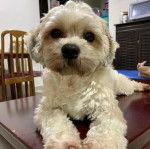 Un Shih Tzu au pelage bicolore, allongé sur une table et regardant la caméra 