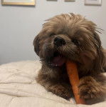 Un Shih Tzu au pelage marron, allongé sur un lit et ayant une carotte dans la gueule