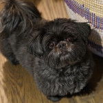 Un Shih Tzu au pelage noir, debout sur un plancher en bois et regardant vers la caméra 