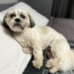 Un Shih Tzu au pelage tricolore, allongé sur un lit et regardant vers la caméra 