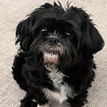 Un Shih Tzu au pelage bicolore, assis sur un tapis et regardant la caméra 