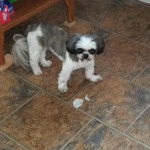 Un Shih Tzu au pelage bicolore,semblant marcher sur un sol carrelé et regardant la caméra de haut 