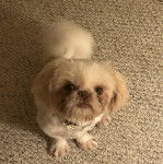 Un Shih Tzu au pelage bicolore, assis sur un tapis , portant un collier autour du cou et regardant la caméra 