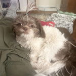 Un Shih Tzu au pelage bicolore , allongé sur une couverture et regardant la caméra