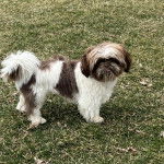 Un Shih Tzu au pelage tricolore, debout sur un terrain herbeux et regardant la caméra 