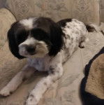 Un Shih Tzu au pelage bicolore, allongé sur un canapé et regardant la caméra 