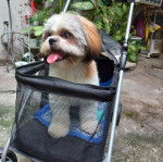 Un Shih Tzu au pelage bicolore, debout dans une poussette et ayant la langue pendante 