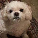 Un Shih Tzu au pelage blanc, assis sur un tapis et regardant la caméra