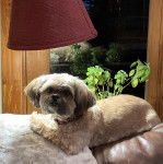 Un Shih Tzu au pelage bicolore, allongé sur un canapé, portant un collier autour du cou et regardant la caméra 