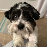 Un Shih Tzu au pelage bicolore, regardant la caméra 