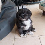 Un Shih Tzu au pelage bicolore, assis sur un sol carrelé 