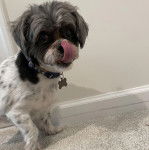 Un Shih Tzu debout sur un tapis, portant un collier autour du cou et se léchant la truffe