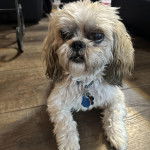 Un Shih Tzu au pelage bicolore, allongé sur un plancher en bois et portant un collier autour du cou