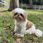 Un Shih Tzu au pelage bicolore, assis sur un terrain herbeux et regardant la caméra 