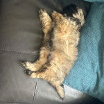 Un Shih Tzu au pelage bicolore, allongé dans un canapé et semblant dormir