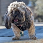 Un Shih Tzu au pelage bicolore, debout sur une surface bitumée, portant un harnais et un collier autour du cou 