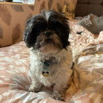 Un Shih Tzu au pelage bicolore, assis sur un lit et portant un collier autour du cou 