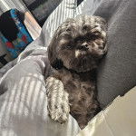 Un Shih Tzu au pelage bicolore, allongé sur un canapé et regardant la caméra 