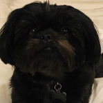 Un Shih Tzu  au pelage bicolore, regardant vers le haut et portant un collier autour du cou 