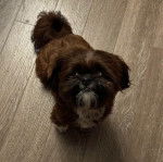 Un Shih Tzu au pelage tricolore, debout sur un plancher en bois et regardant la caméra de haut  