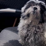 Un Shih Tzu au pelage bicolore, assis sur le siège d'une voiture