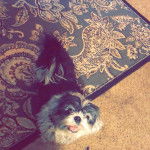 Un Shih Tzu au pelage bicolore, assis sur un tapis et regardant la caméra de haut