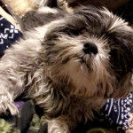 Un Shih Tzu au pelage tricolore, allongé sur un lit et regardant la caméra