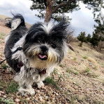 Un Shih Tzu au pelage tricolore, tirant légèrement la langue et qui est tenu en laisse 