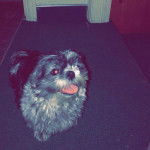 Un Shih Tzu au pelage bicolore, assis sur un tapis et ayant la langue pendante 