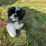 Un Shih Tzu au pelage bicolore, assis sur un terrain herbeux et qui est tenu en laisse 