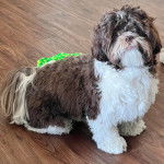 Un Shih Tzu au pelage bicolore, assis sur un plancher en bois et regardant la caméra 