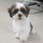 Un Shih Tzu au pelage bicolore, assis sur un sol carrelé et regardant la caméra