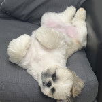 Un Shih Tzu au pelage bicolore, allongé sur le dos dans un canapé et regardant la caméra