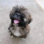 Un Shih Tzu au pelage bicolore, assis sur une surface bétonnée et ayant la langue pendante 